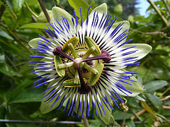 julian meetings passion flower