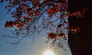 sun-and-tree_cropped_460_275