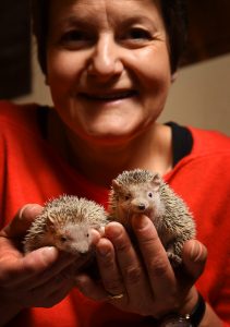 Celebrating the Feast of St Francis (patron saint of animals) St Giles ' Church, Horspath is holding a special pet service, inviting parishioners to bring theirpets. Julie Gurden and her Tenrecs. Photograph by Richard Cave 15.10.17