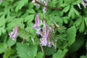 Bulbous Corydalis of St Giles' Churchyard