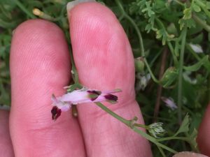 White ramping fumitory