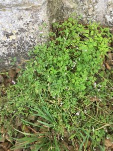 White ramping fumitory 2